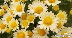 赏析可爱的小雏菊 小雏菊图片及花语大全