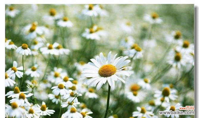 赏析可爱的小雏菊 小雏菊图片及花语大全