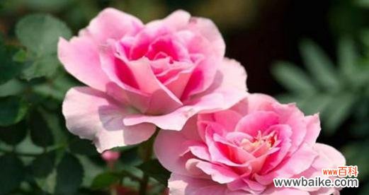 探寻粉色花朵所传递的丰富情感与意义 粉色花朵的浪漫花语