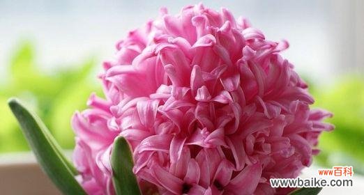 探寻粉色花朵所传递的丰富情感与意义 粉色花朵的浪漫花语