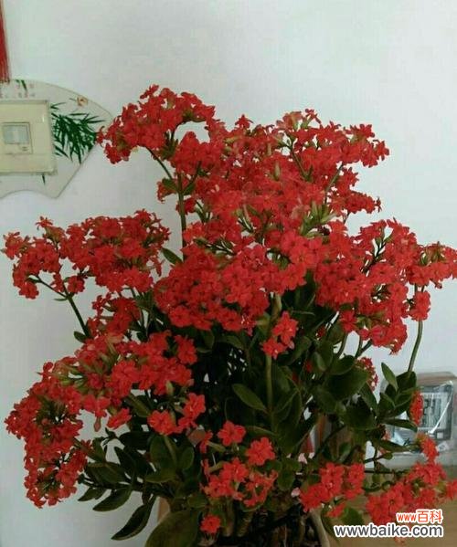 探索长寿花的吉祥之道 长寿花的寓意与象征风水