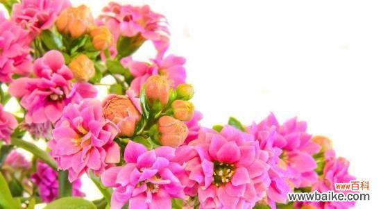 探索长寿花的吉祥之道 长寿花的寓意与象征风水