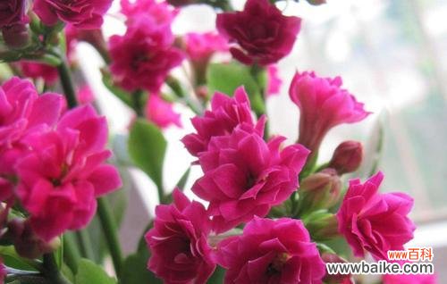 探索长寿花的吉祥之道 长寿花的寓意与象征风水