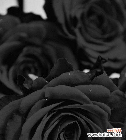 探索黑玫瑰的含义与象征 黑玫瑰的花语与寓意