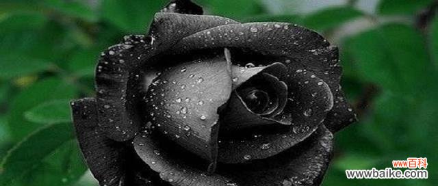 探索黑玫瑰的含义与象征 黑玫瑰的花语与寓意