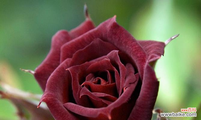 探索黑玫瑰的含义与象征 黑玫瑰的花语与寓意