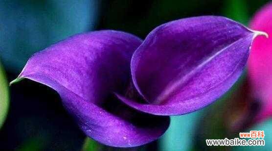 以有什么花的花语为主题的花卉语言解析 爱花语——用花表达爱的情感