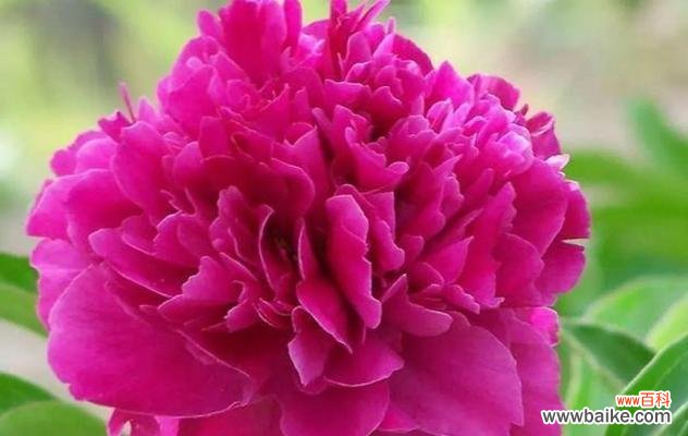 以有什么花的花语为主题的花卉语言解析 爱花语——用花表达爱的情感