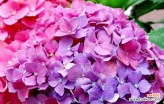 康乃馨花语的含义与象征 以康乃馨花语为主题的文章