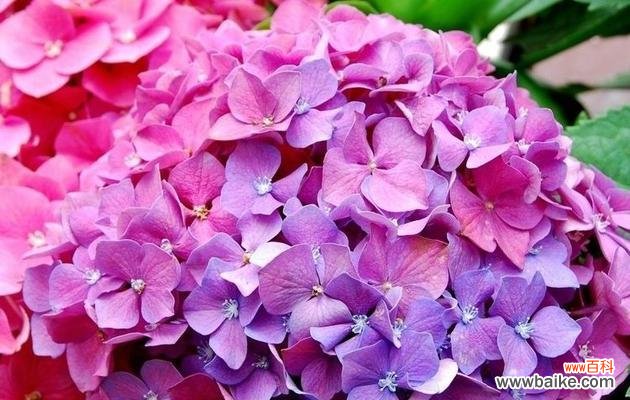 康乃馨花语的含义与象征 以康乃馨花语为主题的文章