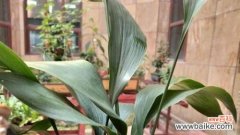 绽放生命的奇迹 一叶兰开花的寓意与象征