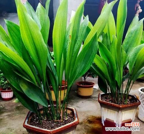 绽放生命的奇迹 一叶兰开花的寓意与象征