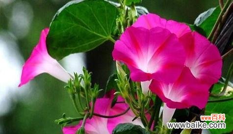 探索喇叭花的象征世界 喇叭花的寓意与象征意义