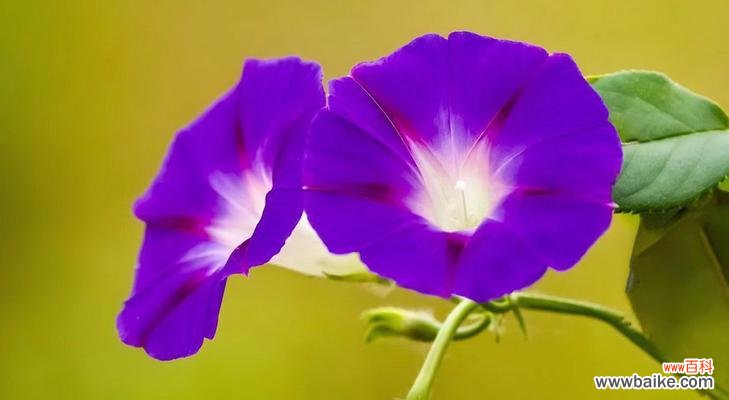 探索喇叭花的象征世界 喇叭花的寓意与象征意义