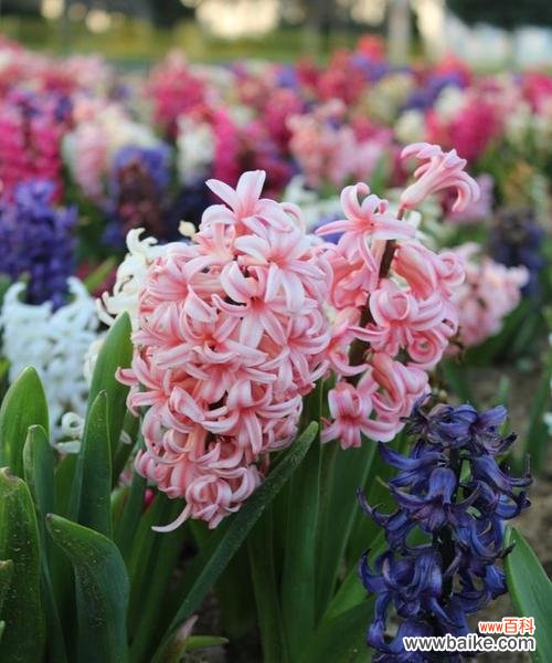 探秘秋天花卉的象征与寓意 秋天花卉的花语及意义