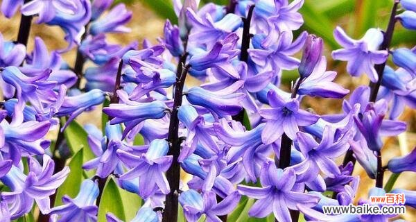 紫色风信子的花语解读及其文化意义 紫色花语风信子