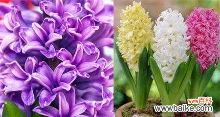 紫色风信子的花语解读及其文化意义 紫色花语风信子