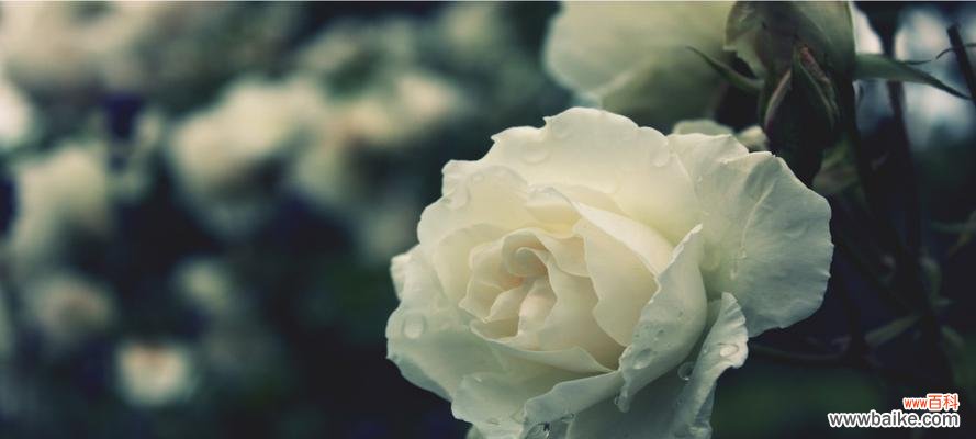 揭秘白玫瑰的神秘之谜 白玫瑰的花语与寓意