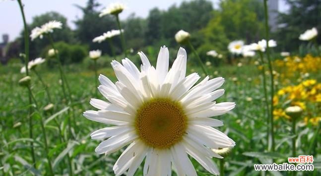 探索大滨菊的含义与象征 大滨菊的花语与寓意