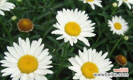 探索大滨菊的含义与象征 大滨菊的花语与寓意