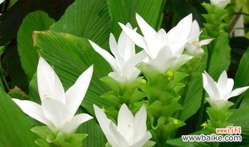 探索山荷叶花语的神秘世界 山荷叶的花语与其寓意