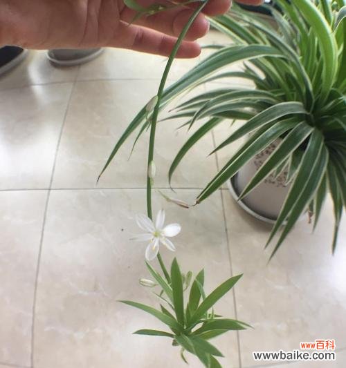 探寻金边吊兰的花语与意义 金边吊兰花语之美丽与祝福