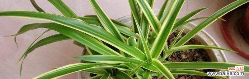 探寻金边吊兰的花语与意义 金边吊兰花语之美丽与祝福