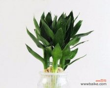 探索荷花竹的美丽与神秘 荷花竹的花语与意义