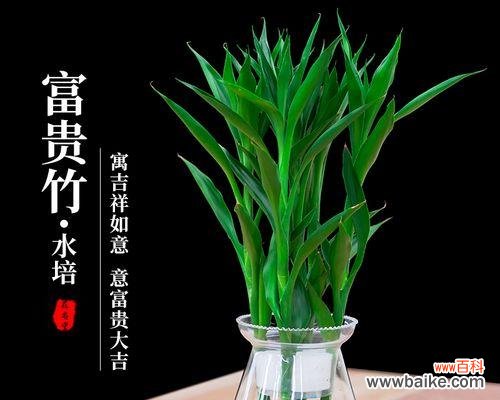 探索荷花竹的美丽与神秘 荷花竹的花语与意义