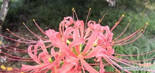 从火焰中重生的奇迹 彼岸花