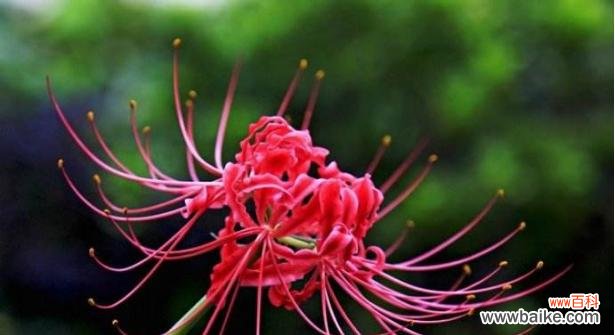 从火焰中重生的奇迹 彼岸花