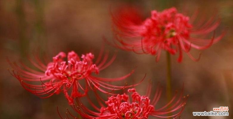 从火焰中重生的奇迹 彼岸花