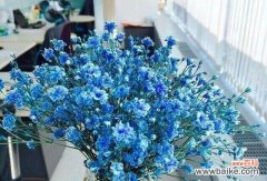 绚丽多彩 缤纷花海，满天星花语