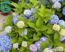 八仙花花意解读与花卉养护技巧 八仙花