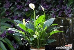 一帆风顺开花预示着什么意思 顺风而开，花开绚烂