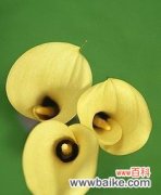 什么花的花语代表可爱？如何挑选寓意可爱的花卉？