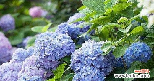 什么花的花语代表可爱？如何挑选寓意可爱的花卉？