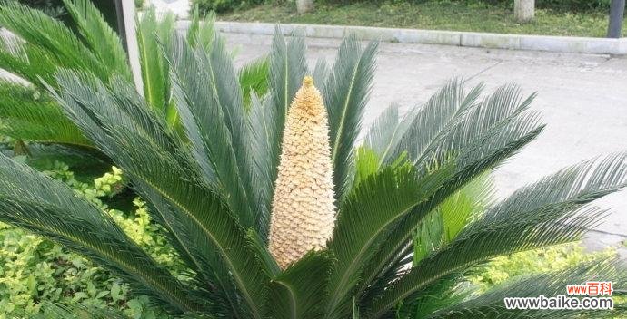 探索铁树的无尽生命力与坚韧精神 铁树的寓意与象征意义