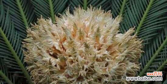 探索铁树的无尽生命力与坚韧精神 铁树的寓意与象征意义