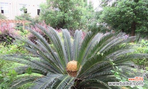 探索铁树的无尽生命力与坚韧精神 铁树的寓意与象征意义