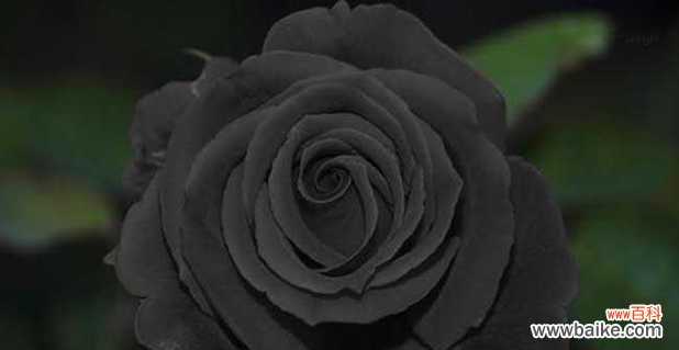 探寻黑玫瑰所代表的情感和内涵 黑玫瑰的花语与象征意义