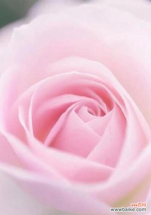 探索玫瑰花语中粉红色的秘密 粉红色玫瑰花的花语与寓意