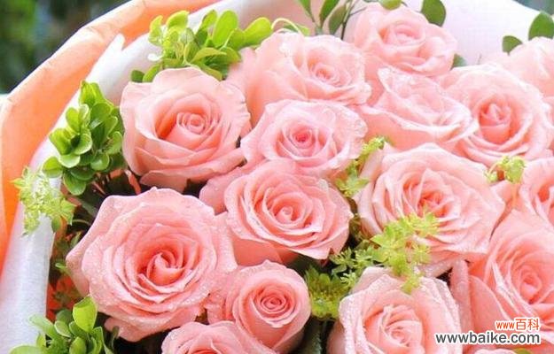 探索玫瑰花语中粉红色的秘密 粉红色玫瑰花的花语与寓意