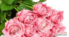 探索玫瑰花语中粉红色的秘密 粉红色玫瑰花的花语与寓意
