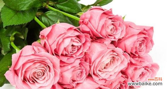 探索玫瑰花语中粉红色的秘密 粉红色玫瑰花的花语与寓意