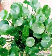 揭秘铜钱草的花语与成长密码 铜钱草的奇妙开花之谜