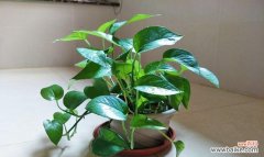 探寻绿萝的花语 绿萝的花语与寓意——希望与幸福的象征