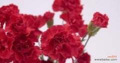 探寻红色康乃馨背后的深意 红色康乃馨的花语