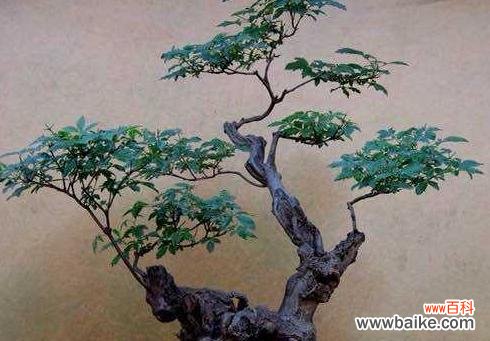 探寻黄荆树的风水能量和盆景的象征意义 黄荆树的风水作用与盆景的寓意