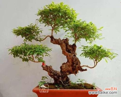 探寻黄荆树的风水能量和盆景的象征意义 黄荆树的风水作用与盆景的寓意